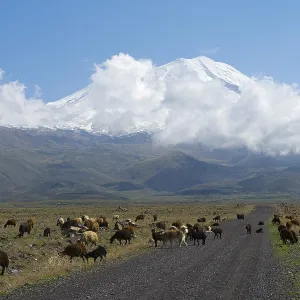 A flock of sheep grazing in front of a cloudy mountain on a plain near Cevirme
