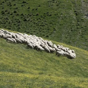 Flock of sheep grazing on hillside in Tuscany