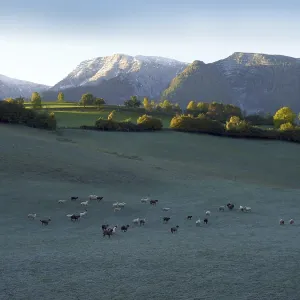 Flock of sheep in the morning dew