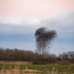 A flock of starlings (Sturnus vulgaris) draws a dynamic heart-shaped form in the sky