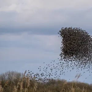 A flock of starlings (Sturnus vulgaris) draws a dynamic shape in the sky