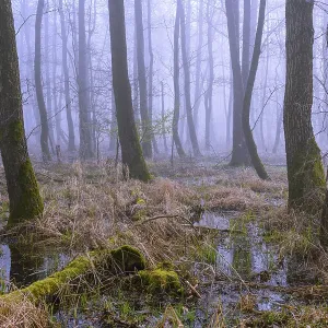 Flooded alder swamp on the shore of Lake Duemmer