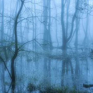 Flooded alder swamp on the shore of Lake Duemmer