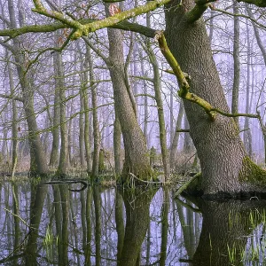 Flooded alder swamp on the shore of Lake Duemmer Flooded alder swamp on the shore of Lake Duemmer