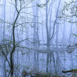 Flooded alder swamp on the shore of Lake Duemmer Flooded alder swamp on the shore of Lake Duemmer