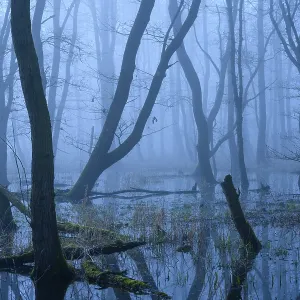 Flooded alder swamp on the shore of Lake Duemmer Flooded alder swamp on the shore of Lake Duemmer