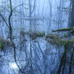 Flooded alder swamp on the shore of Lake Duemmer Flooded alder swamp on the shore of Lake Duemmer