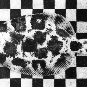 Flounder (Platichthys Flesus) adopts even the geometric patterns of the background