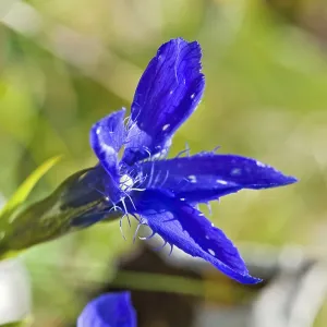 Flower of the fringed gentian Flower of the fringed gentian