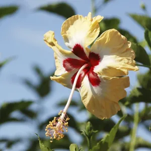 Flower, Jaswand, Hibiscus, Multicolor flower Flower, Jaswand, Hibiscus, Multicolor flower