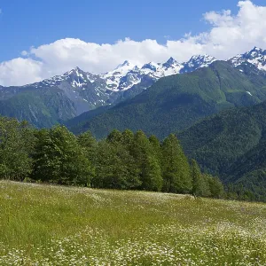 Flower meadow under bright blue sky