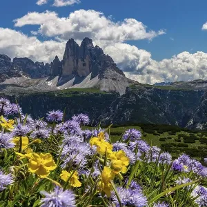 Flower meadow in front of mountain panorama Flower meadow in front of mountain panorama