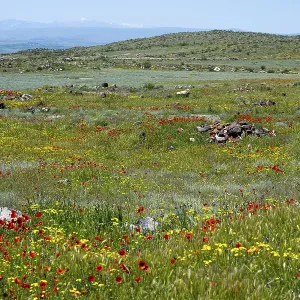 Flower meadow with red and yellow wildflowers in front of rolling hills under a clear sky Flower meadow with red and yellow wildflowers in front of rolling hills under a clear sky