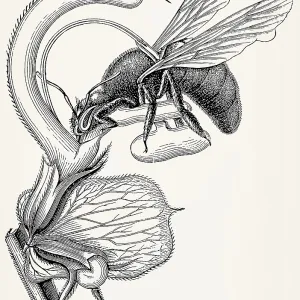 Flower of Sage (Salvia Aethiopis)
