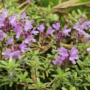 Flower of the useful wild thyme plant (Thymus serpyllum) at the edge of the pine forest Flower of the useful wild thyme plant (Thymus serpyllum) at the edge of the pine forest