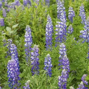 Flowering Alaska lupins (Lupinus nootkatensis)
