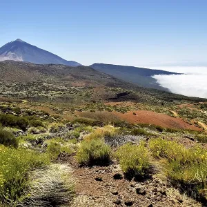 Flowering flixweed (Descurainia bourgaeana) in volcanic landscape