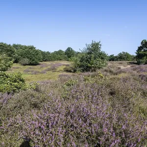 Flowering heather (Calluna vulgaris) in the Hutewald Flowering heather (Calluna vulgaris) in the Hutewald