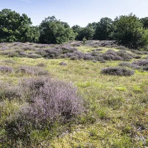 Flowering heather (Calluna vulgaris) in the Hutewald Flowering heather (Calluna vulgaris) in the Hutewald