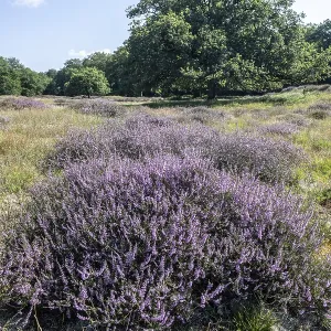 Flowering heather (Calluna vulgaris) in the Hutewald Flowering heather (Calluna vulgaris) in the Hutewald