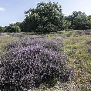 Flowering heather (Calluna vulgaris) in the Hutewald Flowering heather (Calluna vulgaris) in the Hutewald