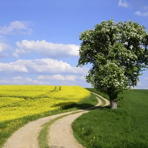 Flowering Pear Tree (Pyrus communis) and a flowering Rape field (Brassica napus)