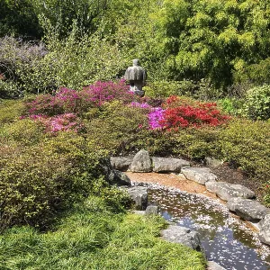 Flowering plants in the Japanese Garden Flowering plants in the Japanese Garden
