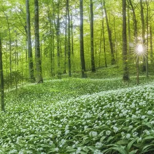 Flowering Ramsons Print, Sihl Forest near Zurich