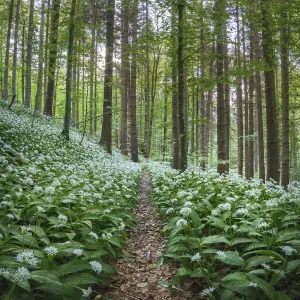Flowering Ramsons (Allium ursinum)