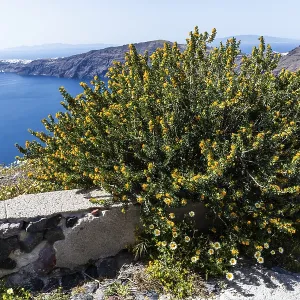 Flowering shrub, landscape of the caldera