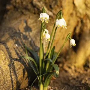 Fleuraison de flocons de neige en printemps devant un arbre dans une forêt au printemps. Fleuraison de flocons de neige en printemps devant un arbre dans une forêt au printemps.