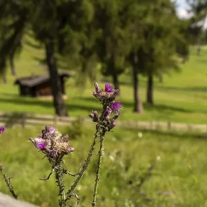 Flowering thistles on an alpine meadow in the South Tyrolean larch forest