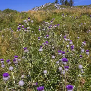 Flowering thistles on the summit of the Einberg