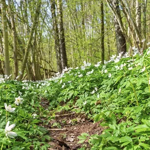 Flowering wood anemones (Anemone nemorosa) in a deciduous forest a beautiful sunny spring day in a low angle view