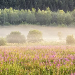 Flowers, bushes and forest on a background in the misty autumn morning Flowers, bushes and forest on a background in the misty autumn morning