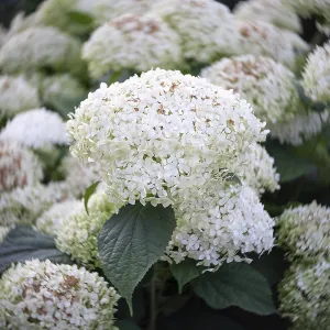 Flowers of Hydrangea arborescens