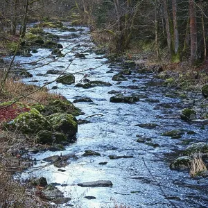 Flowing stream with stones and thick trees on both sides Flowing stream with stones and thick trees on both sides