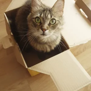 A fluffy cat with green eyes sits inside an open cardboard box on a wooden floor A fluffy cat with green eyes sits inside an open cardboard box on a wooden floor