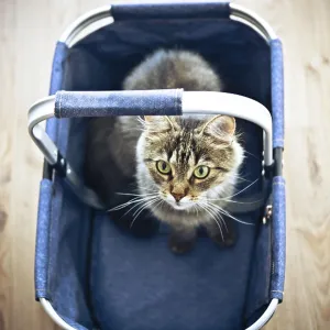A fluffy cat sits in a denim basket on a wooden floor A fluffy cat sits in a denim basket on a wooden floor