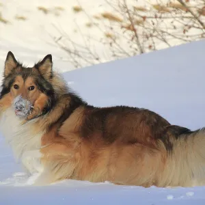A fluffy dog lying in the snow with snow on its snout A fluffy dog lying in the snow with snow on its snout