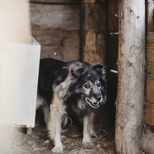 A fluffy dog stands in a wooden kennel A fluffy dog stands in a wooden kennel