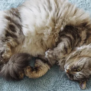 Fluffy domestic cat lies in shape croissant on soft blanket Fluffy domestic cat lies in shape croissant on soft blanket