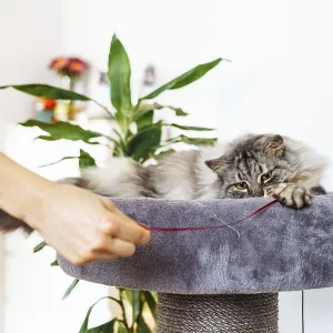 Fluffy domestic gray cat lying on plush cat scratching tree Fluffy domestic gray cat lying on plush cat scratching tree