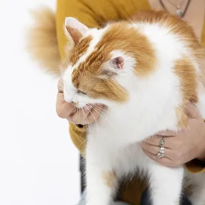 A fluffy ginger and white cat is being gently held in a warm embrace A fluffy ginger and white cat is being gently held in a warm embrace