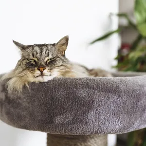 Fluffy gray cat sleeps comfortably on cat tree pillow scratching post Fluffy gray cat sleeps comfortably on cat tree pillow scratching post