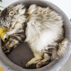 Fluffy gray cat sleeps comfortably with favorite toy on cat tree pillow scratching post Fluffy gray cat sleeps comfortably with favorite toy on cat tree pillow scratching post
