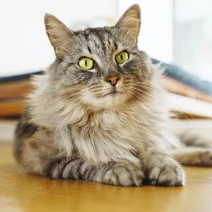 Fluffy gray domestic cat lies lazily on parquet floor Fluffy gray domestic cat lies lazily on parquet floor