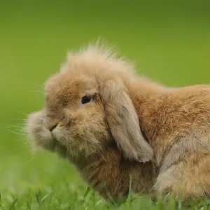 Fluffy hare with long ears resting in the grass