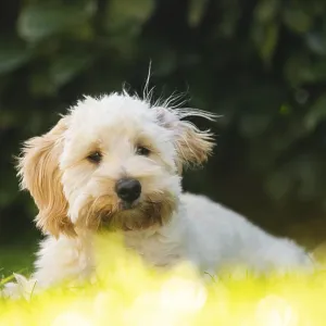 A Maltipoo Puppy in Graz, Styria, Austria Print A Maltipoo Puppy in Graz, Styria, Austria Print
