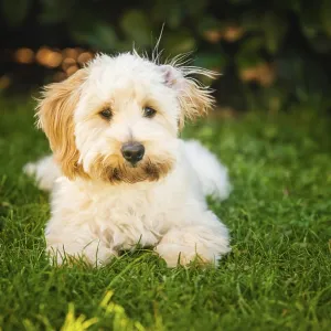 A Maltipoo Puppy on Green Grass Print A Maltipoo Puppy on Green Grass Print